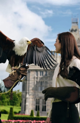 Falconry